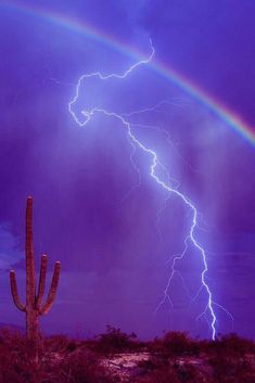 a large cactus sitting in the middle of a field under a cloudy sky with lightning