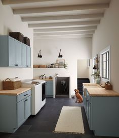 a dog sitting in the middle of a kitchen with blue cabinets and counter tops on both sides