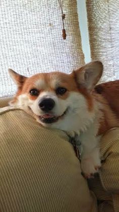 a corgi dog sitting on the back of a couch looking at the camera