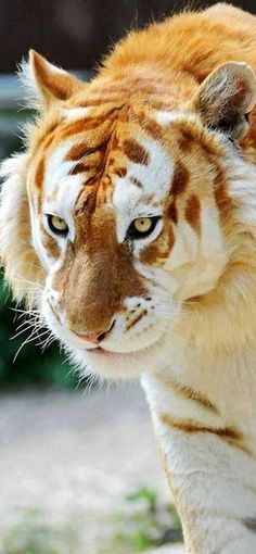 a close up of a tiger walking on the ground