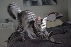 a cat standing on top of a bed in a bedroom