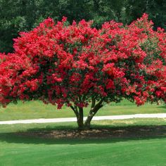 Lowes Plants, Myrtle Tree, Hardiness Zones, Crepe Myrtle, Hydrangea Care, Flowering Tree, Crape Myrtle, Potted Trees