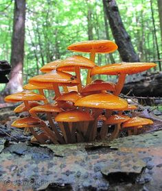 a group of orange mushrooms growing out of the ground