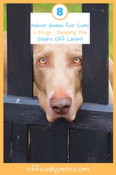 a brown dog sticking its head through the bars of a fence with an ad for 8 indoor gates for cats and dogs keeping the stars off limits