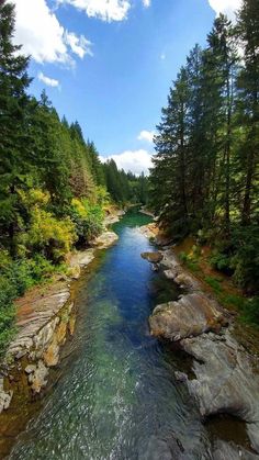 a river running through a lush green forest