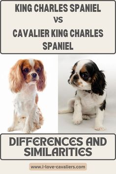 two small dogs sitting next to each other with the words king charles spaniel vs cavalier king charles spaniels spaniel