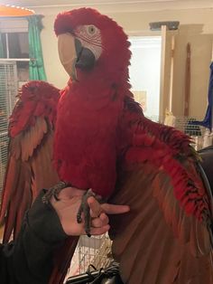 a large red parrot sitting on top of a person's hand