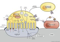 the structure of an animal cell and how it is attached to another cell with two separate cells