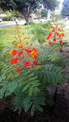 red and yellow flowers are growing in the grass next to some green plants with leaves