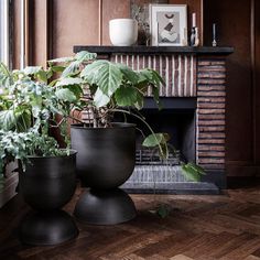 three potted plants sit in front of a fireplace