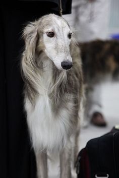 a dog is standing next to a suitcase