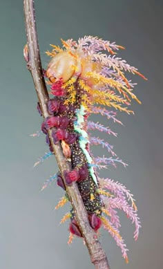 Fabulous caterpillar Saturniidae Moth, Photos Of Butterflies, Cool Insects, Beautiful Insects, Creepy Crawlers, Bugs Life, Moth Caterpillar, Cool Bugs, Moths And Butterflies