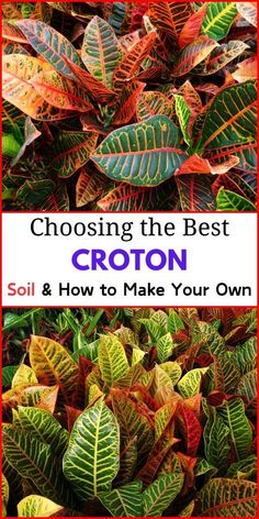 Choosing the Best Croton Soil, Croton Soil Mix, Homemade Croton Soil, Ideal 
Croton Soil, Creating Croton Soil, Making Your Own Croton Soil, DIY Croton 
Soil, LSI Keywords: Croton Potting Mix, Best Soil for Croton Plants, Croton 
Plant Soil Requirements, Homemade Potting Mix for Croton, Croton Soil 
Composition. Croton Plant Care, Health And Vitality, Sandy Soil, Water Retention, Peat Moss, Plant Growth, Potting Soil, How To Make Your, Plant Care