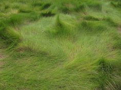 the grass is blowing in the wind