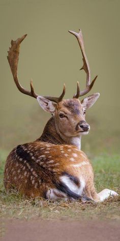 a deer laying down in the grass with antlers on it's head