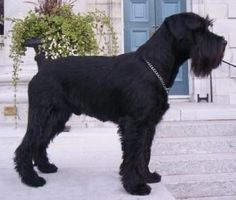 a black schnauzer standing on steps with his leash tied to it's neck