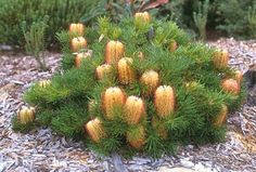 a plant with yellow flowers growing out of it's center surrounded by other plants