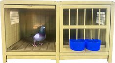 a pigeon in a cage with two blue buckets