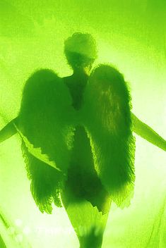 an artistic image of a woman with wings on her body and in the background is a green light