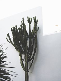 there is a plant that is next to the wall