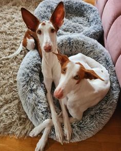 two brown and white dogs laying in a dog bed