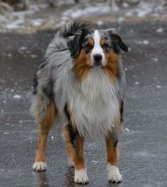 a brown and white dog standing on top of snow covered ground