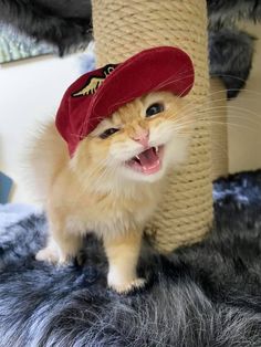 an orange cat wearing a red hat on top of a scratching post with its mouth open