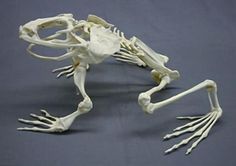 the skeleton of a frog is displayed on a gray tablecloth with white writing underneath it