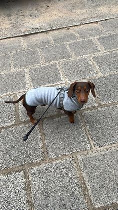 a small brown dog wearing a sweater and leash