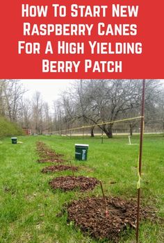 a sign that says how to start new raspberry canes for a high yield berry patch