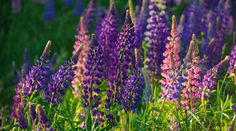 purple flowers are blooming in the grass