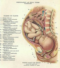 Pregnancy at Full Term Spiritual Midwifery, Anatomy Illustration, Human Biology, Multiple Births, Pregnancy Info, Pregnancy Labor, Childbirth Education, Medical Anatomy