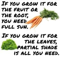 carrots and lettuce with the words if you grow it for the fruit or the root, you need full sun