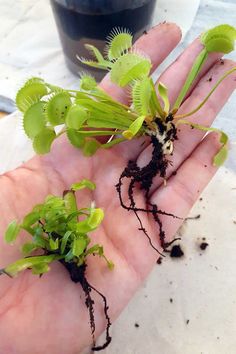 a person's hand holding some plants with dirt on the ground in front of them