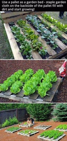 an outdoor garden with wooden pallets and plants growing in it, including lettuce