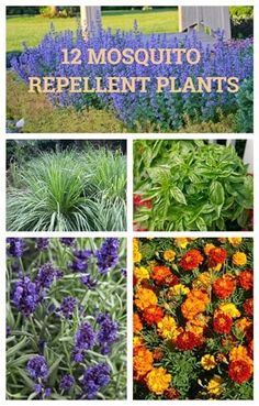 different types of flowers and plants with the words, 12 mosquito repellent plants