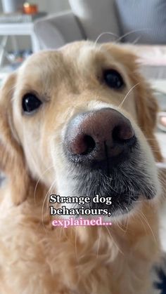 a close up of a dog's face with the caption strange dog behavior