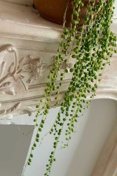 a potted plant sitting on top of a white mantle