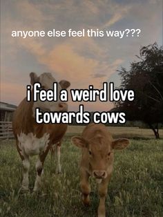 two cows standing next to each other in a field with the caption, i feel a weird love towards cows