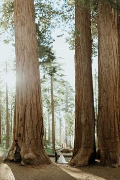 the bride and groom are standing in between two giant trees