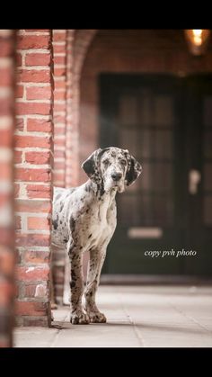 a dalmatian dog standing next to a brick wall and looking at the camera