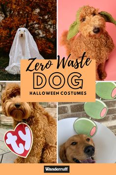 there is a collage of pictures with dogs dressed up in halloween costumes and hats