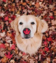 a golden retriever dog with a red leaf in its mouth looking up at the camera