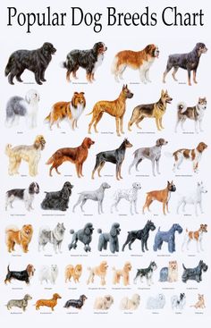 a poster with different breeds of dogs on it's back side and the words popular dog breeds chart