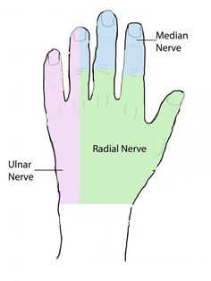 a hand with the names of different areas on it and labeled in red, blue, green