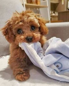 a small brown dog sitting on top of a couch next to a blue and white blanket