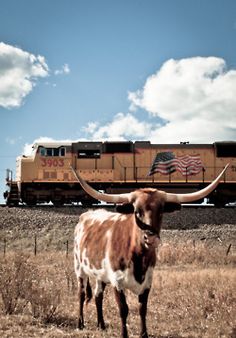 a longhorn steer stands in front of a train on the tracks with an american flag painted on it's side