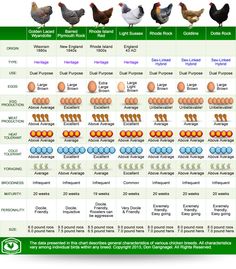 an egg chart with different types of eggs