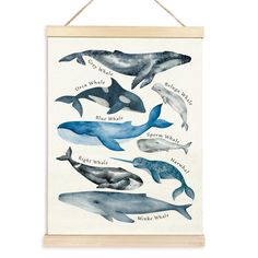 a framed poster with different types of whales