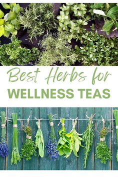 herbs hanging from clothes line with text overlay that reads best herbs for wellness teas